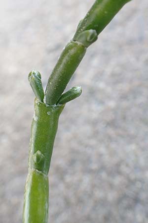 Salicornia procumbens \ Langstiger Queller, Sandwatt-Queller /  Glasswort, NL Zierikzee 8.8.2015