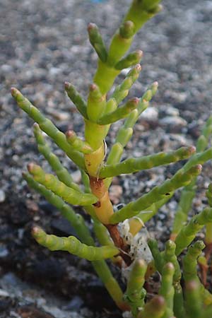 Salicornia procumbens \ Langstiger Queller, Sandwatt-Queller /  Glasswort, NL Grevelingendam 10.8.2015