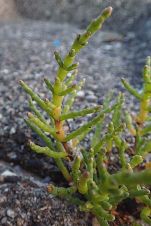 Salicornia procumbens \ Langstiger Queller, Sandwatt-Queller /  Glasswort, NL Grevelingendam 10.8.2015