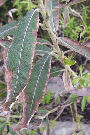 Salix triandra ? \ Mandel-Weide / Almond Willow, NL Nieuw-Haamstede 9.8.2015