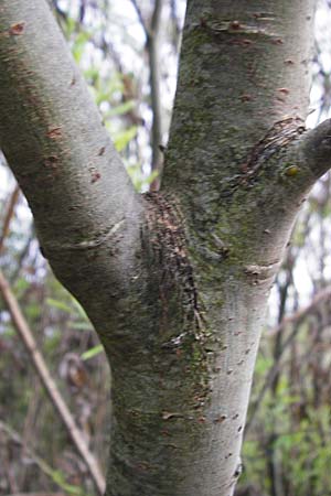 Salix triandra ? / Almond Willow, NL Nieuw-Haamstede 9.8.2015