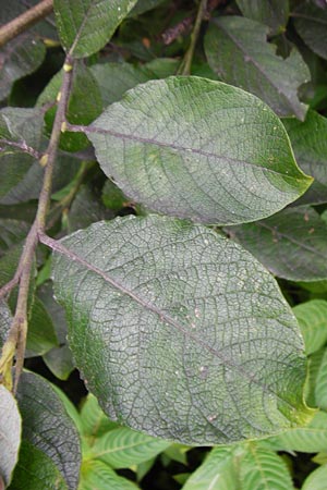 Salix aurita x caprea ? \ Weiden-Hybride / Hybrid Willow, NL Cadzand-Bad 11.8.2015