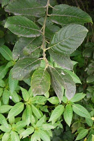 Salix aurita x caprea ? \ Weiden-Hybride, NL Cadzand-Bad 11.8.2015