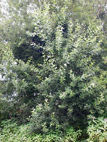 Salix aurita x caprea ? \ Weiden-Hybride, NL Cadzand-Bad 11.8.2015