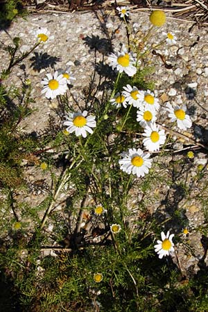 Tripleurospermum maritimum \ Falsche Kamille, Strand-Kamille, NL Reimerswaal 8.8.2015