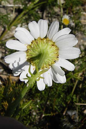 Tripleurospermum maritimum \ Falsche Kamille, Strand-Kamille / Scentless Mayweed, NL Reimerswaal 8.8.2015