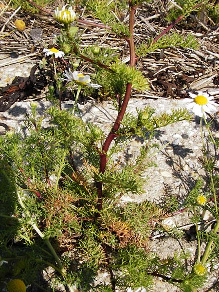 Tripleurospermum maritimum \ Falsche Kamille, Strand-Kamille, NL Reimerswaal 8.8.2015