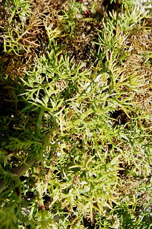 Tripleurospermum maritimum \ Falsche Kamille, Strand-Kamille / Scentless Mayweed, NL Reimerswaal 8.8.2015