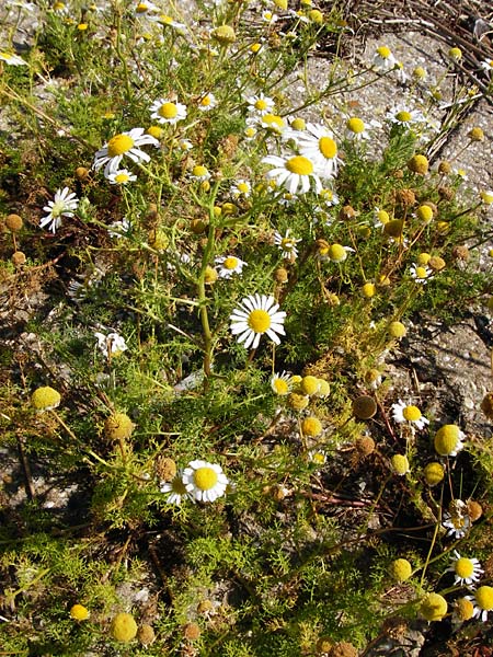 Tripleurospermum maritimum \ Falsche Kamille, Strand-Kamille / Scentless Mayweed, NL Reimerswaal 8.8.2015