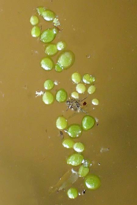 Wolffia arrhiza \ Wurzellose Zwerg-Wasserlinse / Water-Meal, NL Noord-Brabant, Best 26.7.2019