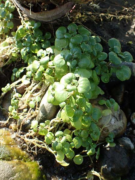 Nasturtium officinale / Water Cress, NL Zuid-Limburg, Meers 28.9.2017