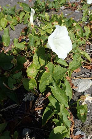 Calystegia sepium \ Echte Zaun-Winde, NL Zierikzee 12.8.2015