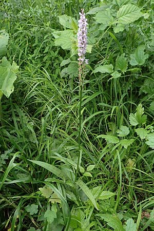 Dactylorhiza fuchsii \ Fuchssche Fingerwurz, Fuchssches Knabenkraut / Common Spotted Orchid, NL  Zuid-Limburg, Wijlre 13.6.2018 