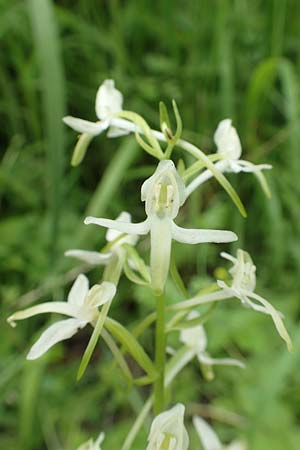 Platanthera muelleri \ Müllers Waldhyazinthe / Mueller's Butterfly Orchid, NL  Zuid-Limburg, Wijlre 13.6.2018 