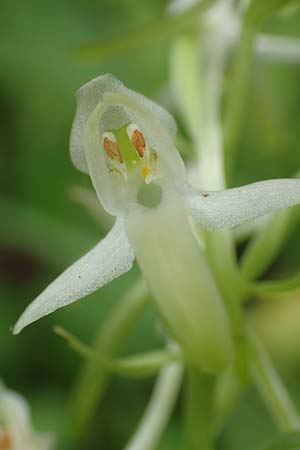 Platanthera muelleri \ Müllers Waldhyazinthe / Mueller's Butterfly Orchid, NL  Zuid-Limburg, Wijlre 13.6.2018 