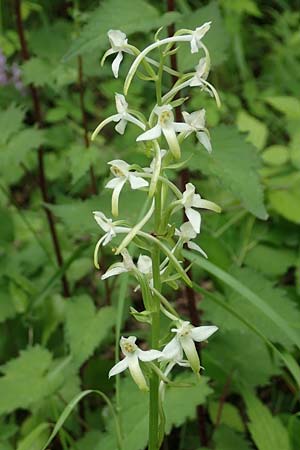 Platanthera muelleri \ Müllers Waldhyazinthe, NL  Zuid-Limburg, Wijlre 13.6.2018 