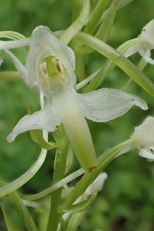 Platanthera muelleri \ Müllers Waldhyazinthe, NL  Zuid-Limburg, Wijlre 13.6.2018 