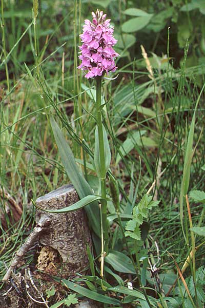 Dactylorhiza praetermissa \ Übersehene Fingerwurz, Übersehenes Knabenkraut / Southern Marsh Orchid, NL  Kerkrade 16.6.1990 