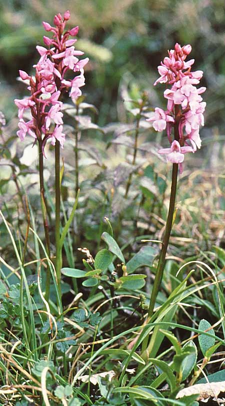 Gymnadenia conopsea subsp. borealis \ Nördliche Händelwurz / Heath Fragrant Orchid, N  Borselv 4.7.2006 (Photo: Jan & Liesbeth Essink)