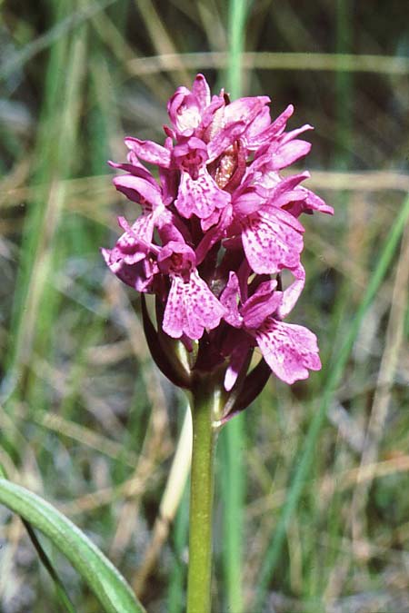 Dactylorhiza curvifolia \ Russows Fingerwurz, Rossows Knabenkraut, N  Lesskogsasen 4.7.1993 (Photo: Jan & Liesbeth Essink)