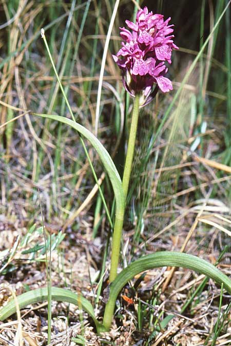 Dactylorhiza curvifolia \ Russows Fingerwurz, Rossows Knabenkraut / Russow's Marsh Orchid, N  Lesskogsasen 4.7.1993 (Photo: Jan & Liesbeth Essink)