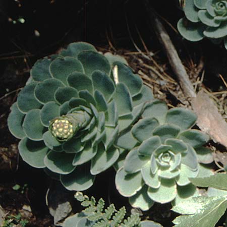 Aeonium diplocyclum \ Doppelkreis-Greenovia, La Palma Casa del Monte 21.3.1996