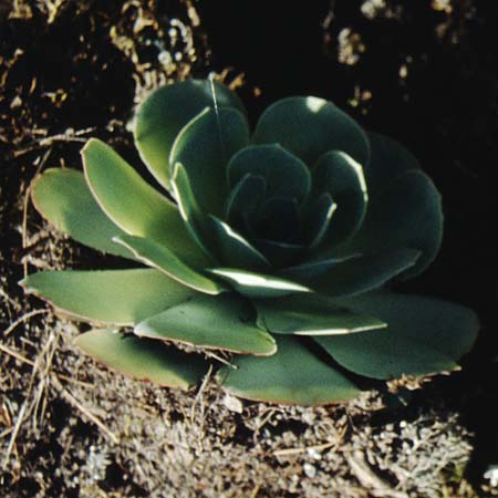 Aeonium diplocyclum \ Doppelkreis-Greenovia, La Palma Casa del Monte 21.3.1996