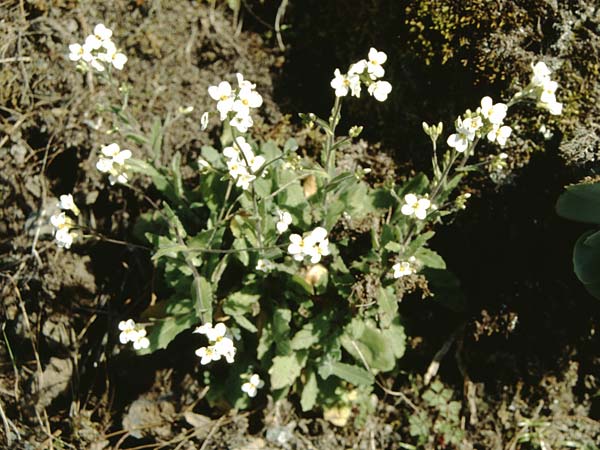 Arabis alpina subsp. caucasica \ Kaukasische Gnsekresse / Wall Rock-Cress, La Palma Casa del Monte 21.3.1996