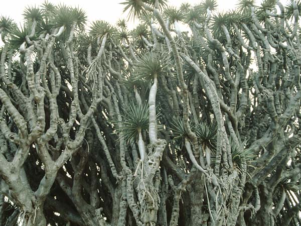 Dracaena draco \ Kanarischer Drachenbaum / Dragon Tree, La Palma Brea Alta 24.3.1996