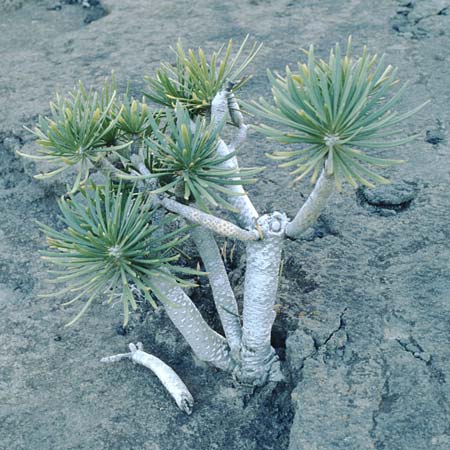 Kleinia neriifolia \ Oleanderblättrige Kleinie, Affenpalme / Canary Island Candle Plant, La Palma Salineras 16.3.1996