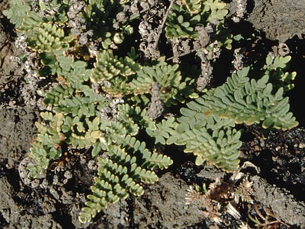 Paragymnopteris marantae \ Marantas Schuppenfarn / Maranta's Lip Fern, La Palma Roque Teneguia 19.3.1996