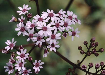 Senecio papyraceus \ Papier-Cinerarie / Paper Cineraria, La Palma El Pilar 18.3.1996