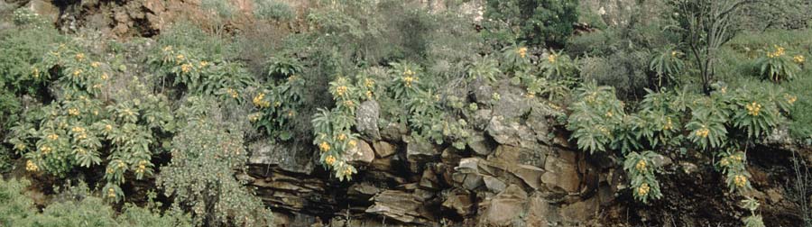 Sonchus palmensis \ La-Palma-Gänsedistel, La Palma Puntagorda 17.3.1996