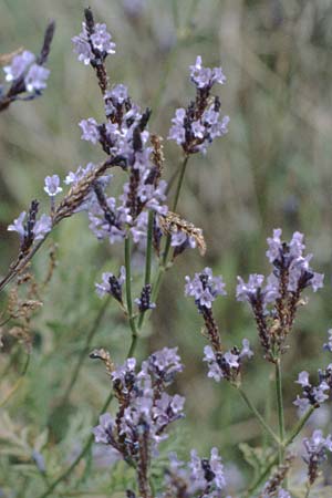 Lavandula canariensis \ Kanarischer Lavendel / Canarian Lavender, La Palma Belmaco 16.3.1996