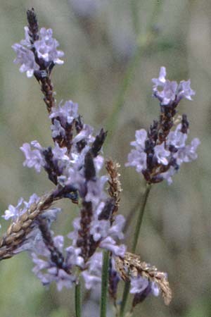 Lavandula canariensis \ Kanarischer Lavendel / Canarian Lavender, La Palma Belmaco 16.3.1996