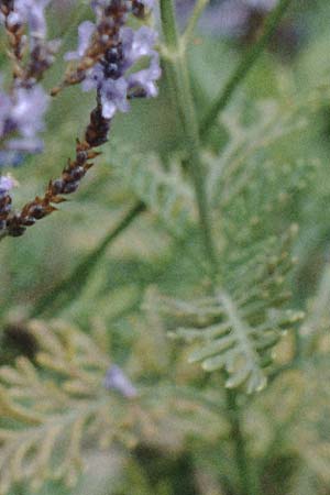 Lavandula canariensis \ Kanarischer Lavendel / Canarian Lavender, La Palma Belmaco 16.3.1996