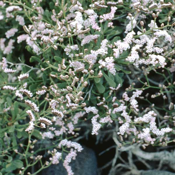 Heliotropium curassavicum \ Curacao-Sonnenwende / Salt Heliotrope, La Palma Mazo 16.3.1996