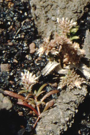 Polycarpaea smithii \ Smiths Vielfrucht / Smith's Polycarpaea, La Palma Roque Teneguia 19.3.1996