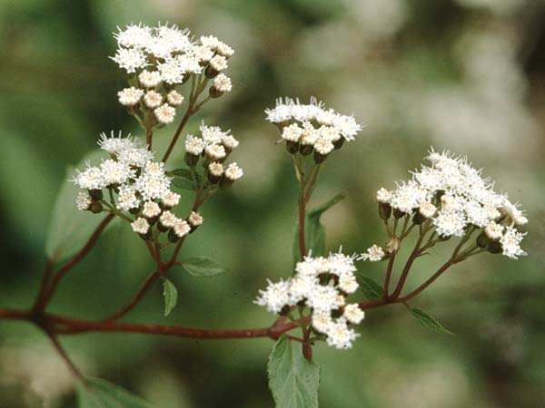 Ageratina adenophora \ Drsiger Wasserdost / Crofton Weed, Sticky Snakeroot, La Palma El Pilar 18.3.1996