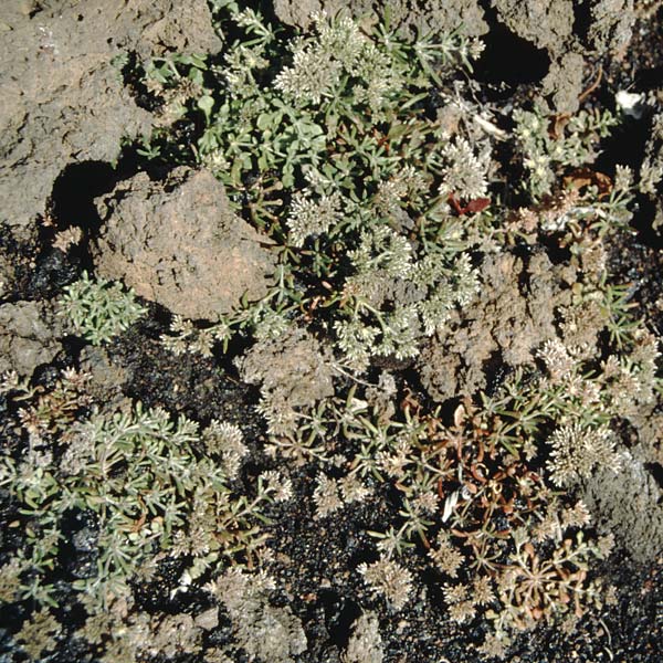 Polycarpaea smithii \ Smiths Vielfrucht / Smith's Polycarpaea, La Palma Roque Teneguia 19.3.1996