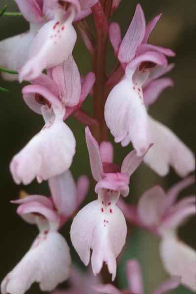 Orchis mascula subsp. lapalmensis \ La-Palma Manns-Knabenkraut / La-Palma Purple Orchid, La Palma,  Casa del Monte 21.3.1996 