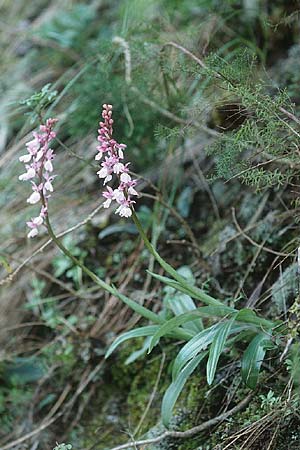 Orchis mascula subsp. lapalmensis \ La-Palma Manns-Knabenkraut / La-Palma Purple Orchid, La Palma,  Casa del Monte 21.3.1996 