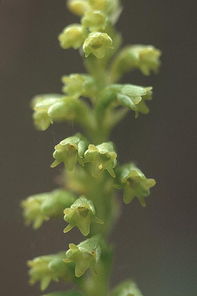 Gennaria diphylla \ Grünständel / Two-Leaved Gennaria, La Palma,  El Pilar 18.3.1996 