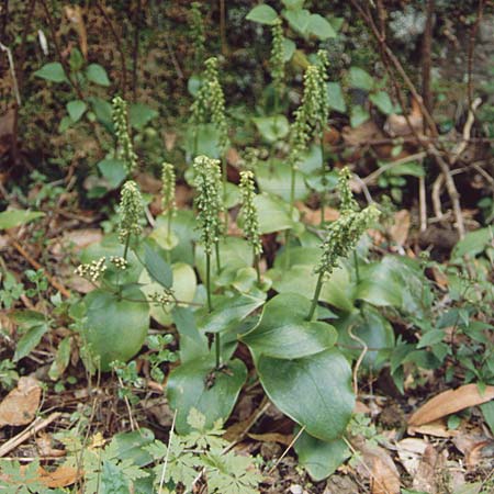 Gennaria diphylla \ Grünständel / Two-Leaved Gennaria, La Palma,  El Pilar 18.3.1996 