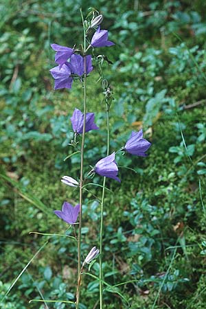 Campanula persicifolia \ Pfirsichblttrige Glockenblume, PL Augustow 30.7.2005