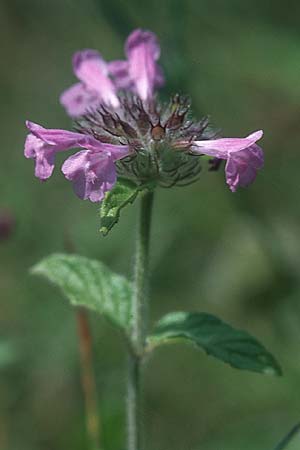 Clinopodium vulgare \ Wirbeldost / Wild Basil, PL Augustow 30.7.2005