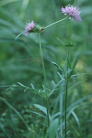 Knautia arvensis \ Acker-Witwenblume / Field Scabious, PL Augustow 30.7.2005
