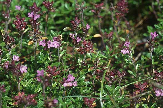 Thymus pulegioides ? / Large Thyme, PL Augustow 30.7.2005