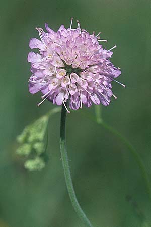 Knautia arvensis \ Acker-Witwenblume, PL Augustow 30.7.2005