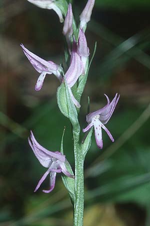 Neottianthe cucullata / Pink Frog Orchid, PL  Augustow 30.7.2005 
